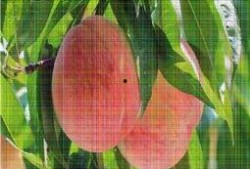 桃子树视频,揭秘桃子树生长的奇妙旅程