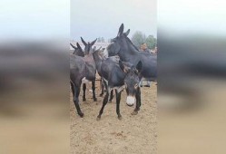 驴市场视频,探寻古老交易文化的现代传承